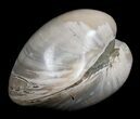 Polished Fossil Clam - Large Size #5256-2